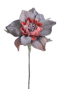 Cymbidium květ - temně červená