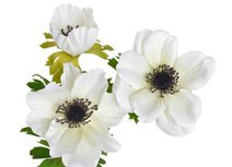 Květ jiřiny 38 cm - béžová/krém