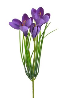 Krokus 30 cm - fialová