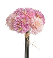 Astra - fialovorůžová - růžová