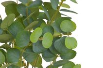 Umělý eukalyptus trs - zelená 48 cm