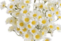 Mysterious Tanga Anais string