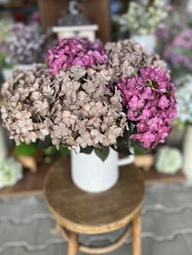 Okrasný česnek X6847-06 - 60 cm