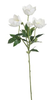 Čemeřice - bílá se zeleným středem