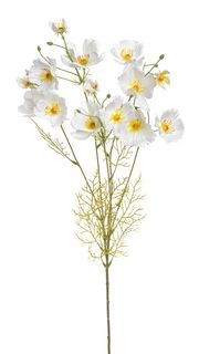 Rostlina kosmos 90 cm - bílá