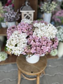 Hortenzie - trs, růžová