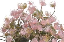 Trs luční květy 5 větviček - žlutá