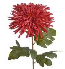 Amaranthus - růžový 3 ks