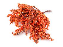 Umělé bobule / rakytník na drátku