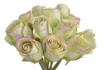 Umělá astra žíhaná meruňková/červená