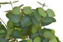 Umělý eukalyptus trs - zelená 48 cm