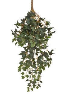 Břečťan - trs 15 větviček