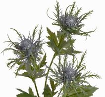 Skříňka šperkovnice Princess dřevo hrající květina zásuvka