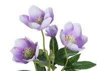 Erica převislá 78 cm – trs 5 větviček zelená