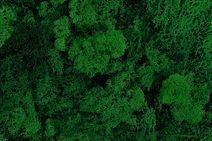 Mech islandský (250 g) - zelená tmavá