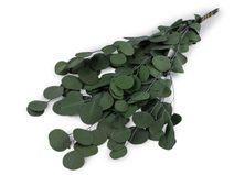 Stabilizovaný eukalyptus svazek