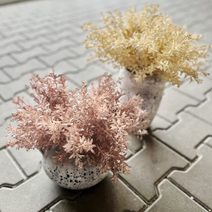 Trs rostlina s drobnými lístky - zelená