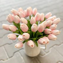 Tulipán pěnový (5 ks) - růžová/bílá