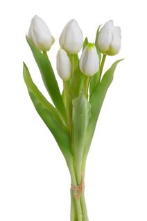 Svazek tulipánů (5 ks) - bílá 30 cm