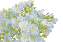 Vřesovec trs 5 větviček - krémová