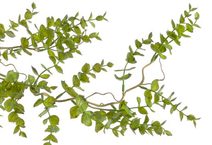 Trs eukalyptus zaprášený - šedá