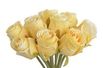 Umělá Kalanchoe mini - bílá