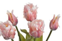 Svazek tulipánů 5 ks - tmavě fialová