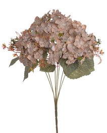 Hortenzie - trs, hnědá