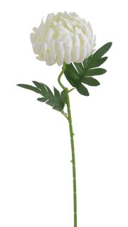 Chryzantéma 50 cm - bílá - krémová