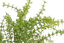 Modřenec ( 4 ks) - modrá 27 cm