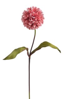 Jiřina s listy 71 cm - starorůžová