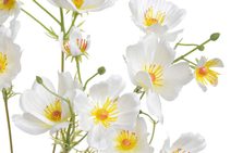 Tulipán pěnový (5 ks) - růžová/broskev