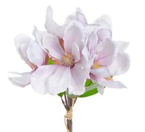 Kytice magnolií - bílá s růžovým středem