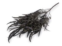 Stabilizovaný eukalyptus svazek