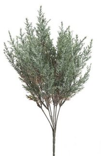 Větvička túje - zelenošedá