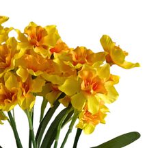 Narcis trs 7 větviček - žlutá/oranžový střed