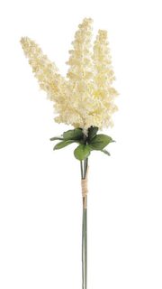 Amaranthus - krémová 3 ks