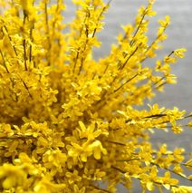 Zlatý déšť 100 cm