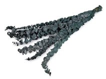 Stabilizovaný eukalyptus svazek