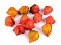 Umělá mochyně k aranžování BALENÍ 12 kusů malých