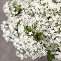 Umělý tulipán růžovozelený 371309-05 - 4 x 5 x 43 cm