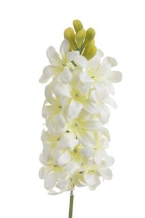 Erica převislá 78 cm – trs 5 větviček zelená