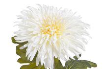 Umělá větvička chvojí zelená svazek