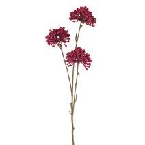 Okrasný česnek X6847-06 - 60 cm