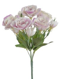 Jícnovka buket - lila