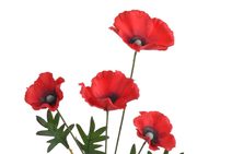 Umělá větvička túje 30 cm červená