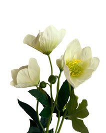 Erica převislá 78 cm – trs 5 větviček zelená