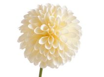 Umělá vánoční hvězda - bordó