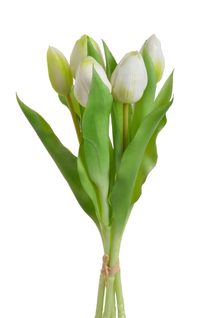 Svazek tulipánů 5 ks - bílá se zelenou