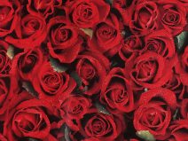 11 červená růže
